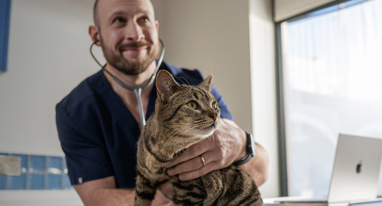 Un veterinario che visita un gatto