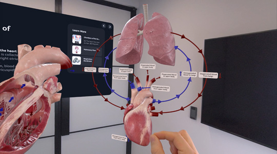 一隻手與人類心臟、肺臟和其他解剖細節的 3D 投影互動
