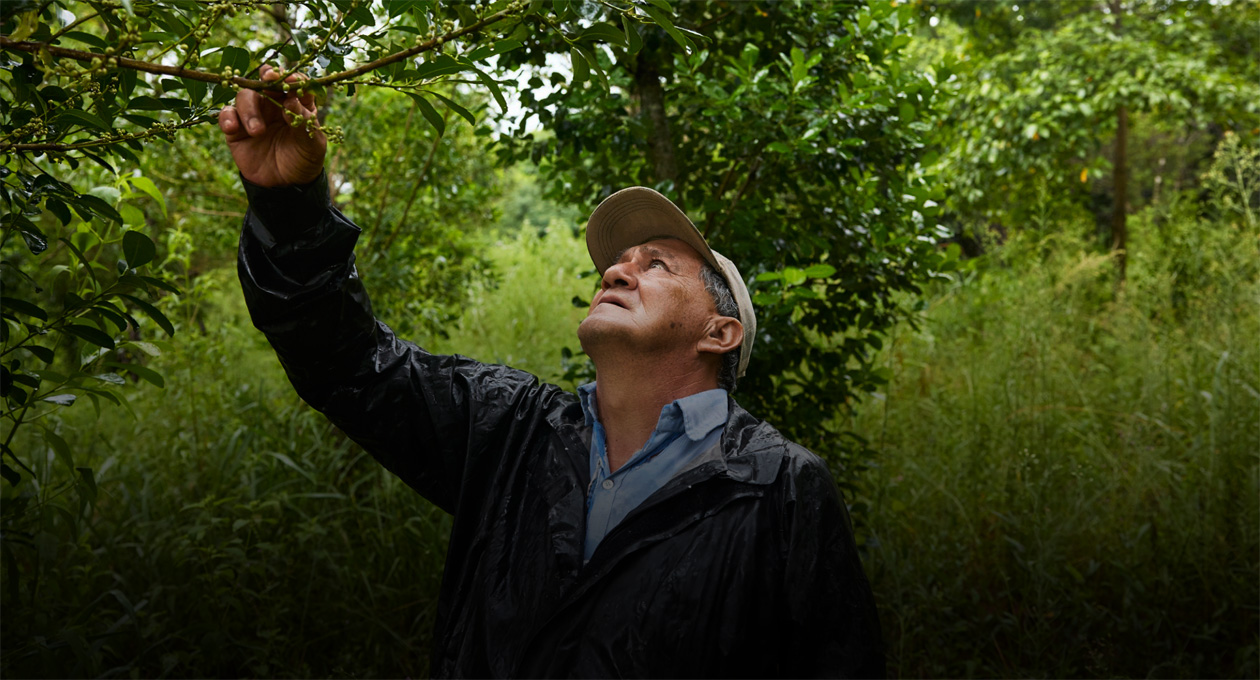 Un homme portant une casquette et une veste imperméable tend la main vers le haut pour examiner les branches d’un arbre dans une forêt dense