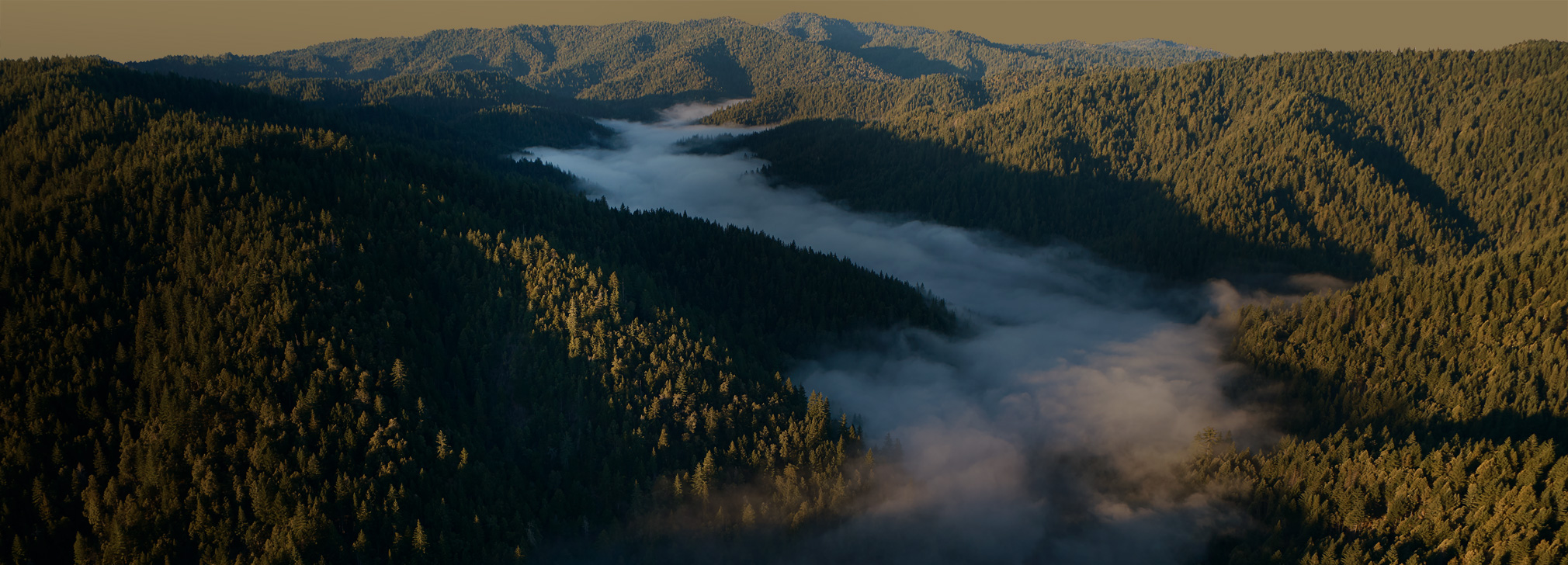 Vue aérienne de séquoias dans la forêt de la rivière Gualala, montagnes boisées et vallées brumeuses