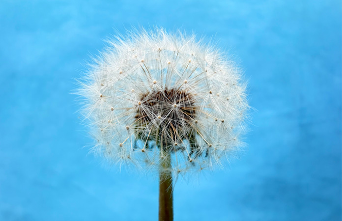Photo d’un pissenlit prise avec la fonctionnalité Macro de la caméra